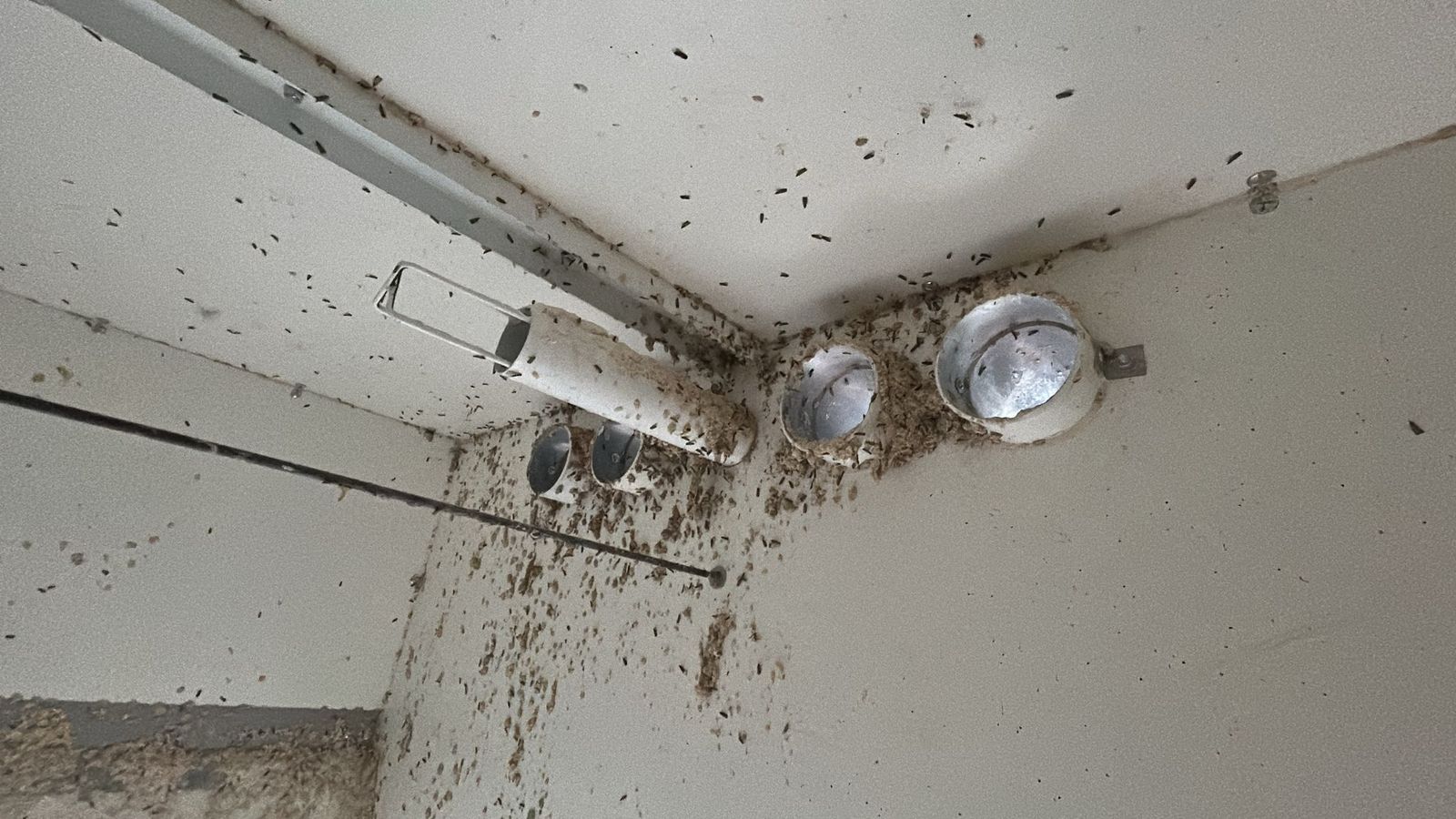 Signes d'infestation constatés en plafond et sur les gaines techniques avant traitement