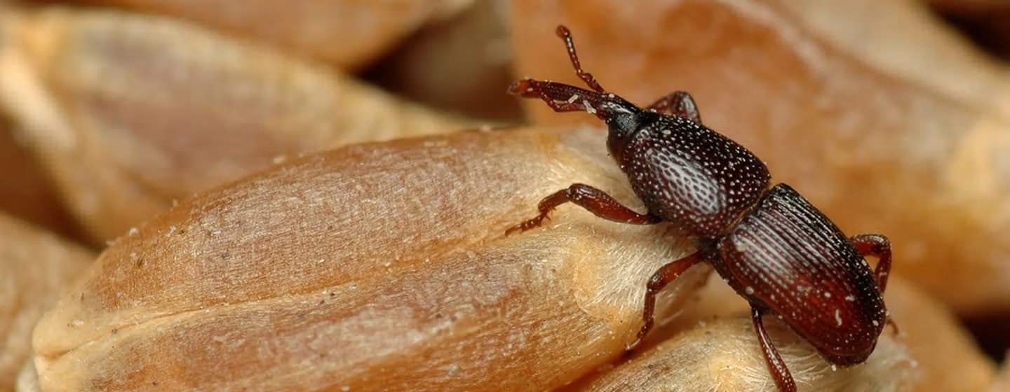Charançon du blé en gros plan sur des grains de céréales