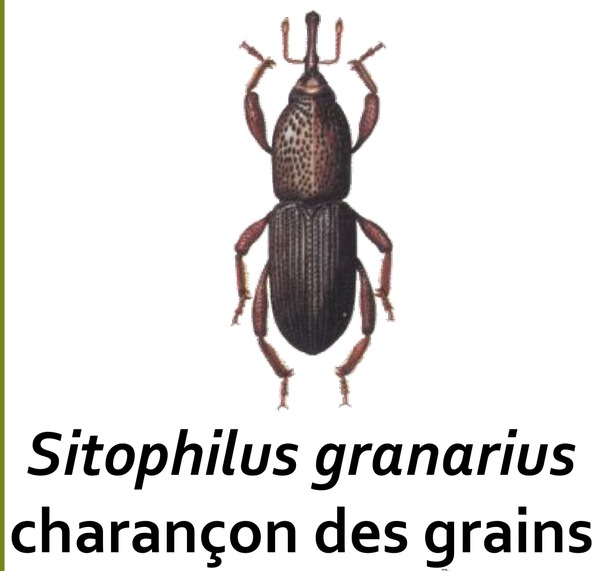 Charançon des grains (Sitophilus granarius), ravageur primaire des céréales stockées