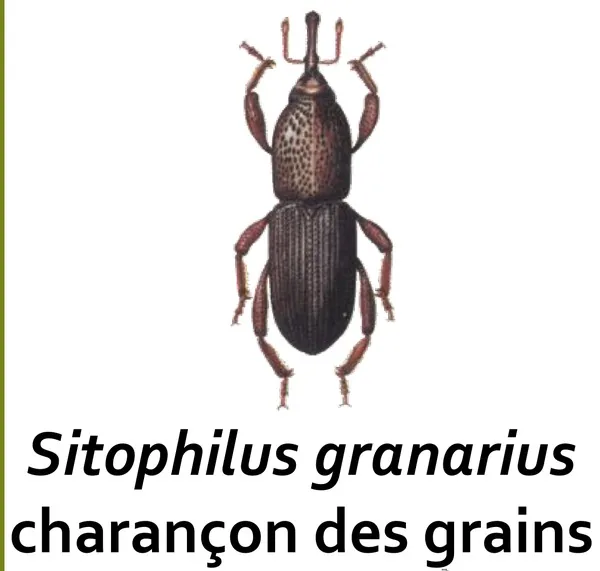 Charançon des grains (Sitophilus granarius), ravageur primaire des céréales stockées