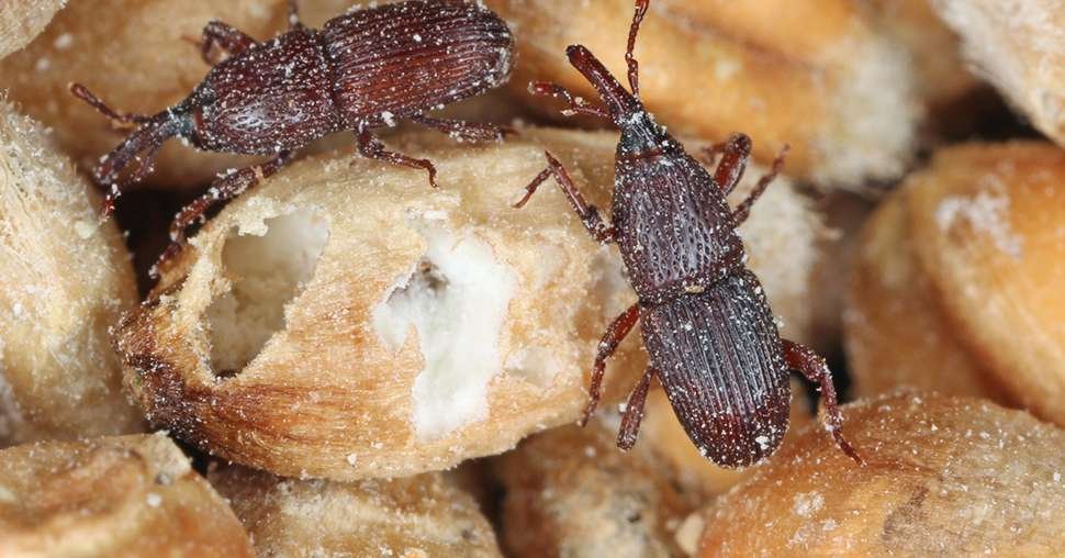 Charançons adultes sur des grains de blé, l'un d'eux percé par leur développement à l'intérieur de la graine