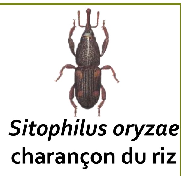 Charançon du riz (Sitophilus oryzae), ravageur primaire des céréales stockées