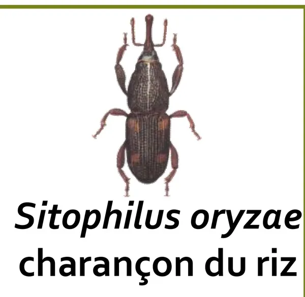 Charançon du riz (Sitophilus oryzae), ravageur primaire des céréales stockées