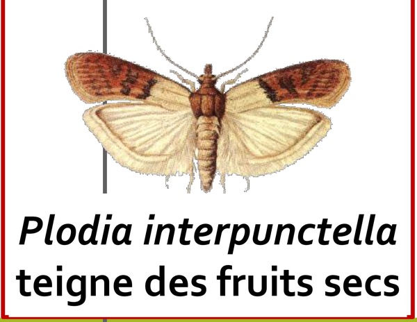 Teigne des fruits secs (Plodia interpunctella), papillon ravageur des denrées stockées