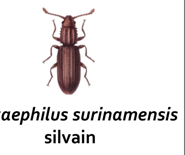 Silvain (Oryzaephilus surinamensis), ravageur secondaire des denrées stockées