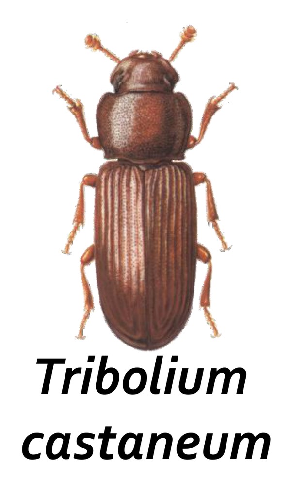Tribolium (Tribolium castaneum), ravageur secondaire des produits transformés