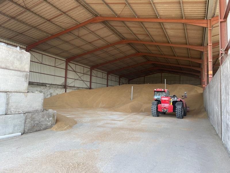 Stockage de céréales à plat dans un hangar agricole, avec engin de manutention