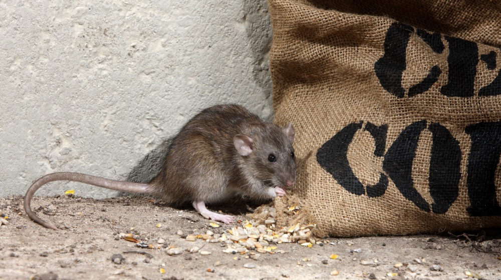 Un problème de rats ou souris? Un problème de rats ou souris? Dératisation, Désinsectisation, Désinfection . Agro Sanit intervient rapidement dans le Loiret(45), en Essonne(91), en Yvelines(78)