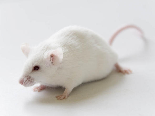Un problème de rats ou souris? ) Un problème de rats ou souris? Dératisation, Désinsectisation, Désinfection . Agro Sanit intervient rapidement dans le Loiret(45), en Essonne(91), en Yvelines(78)