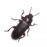 Tribolium